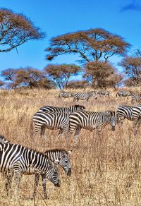 the majestic african jungle